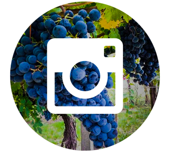 logo-social-instagram-mizzon