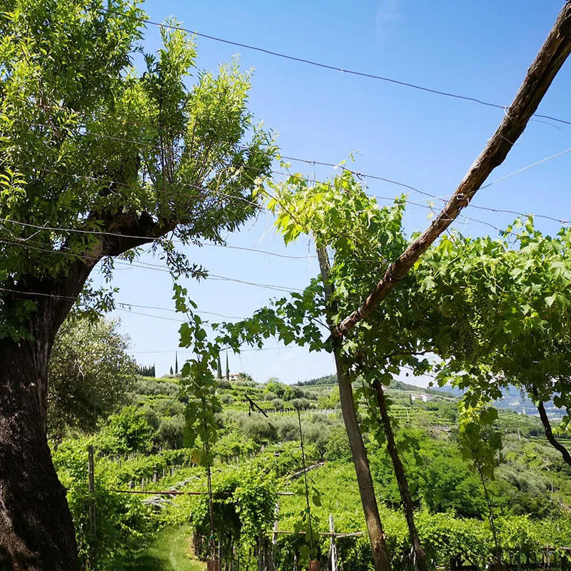 Cantina Mizzon - Il Territorio, Valpolicella, Verona, slowfood, slowwine, vino sostenibile, vino corvina